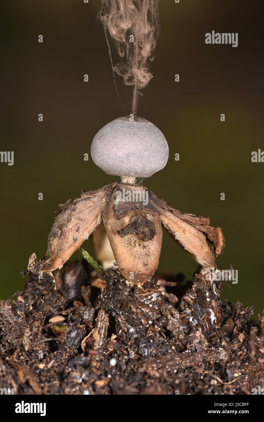 Geastrum britannicum Banque D'Images