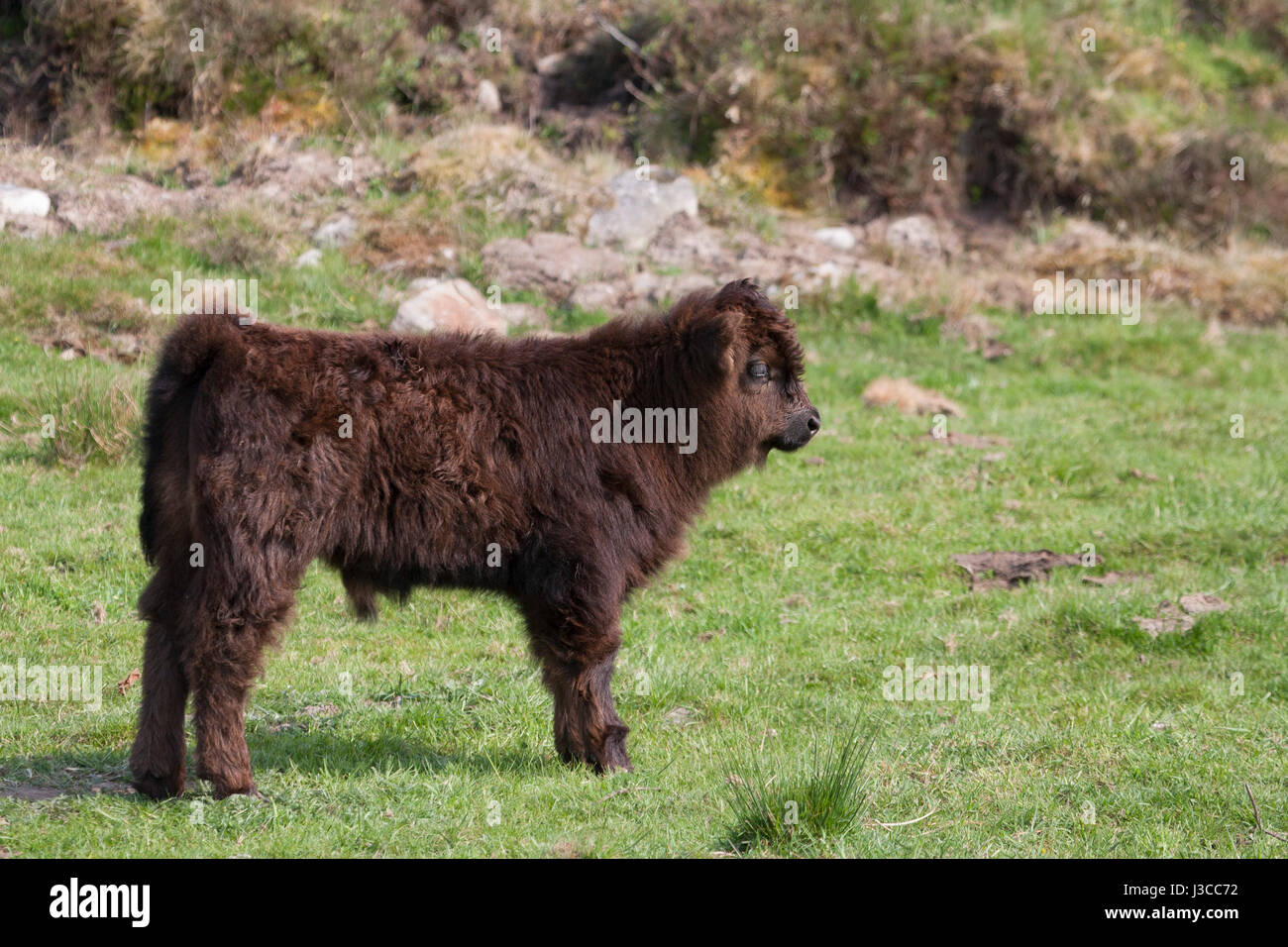 Profil de Highland cattle, seul veau debout sur l'herbe. L'Écosse, au Royaume-Uni. Banque D'Images