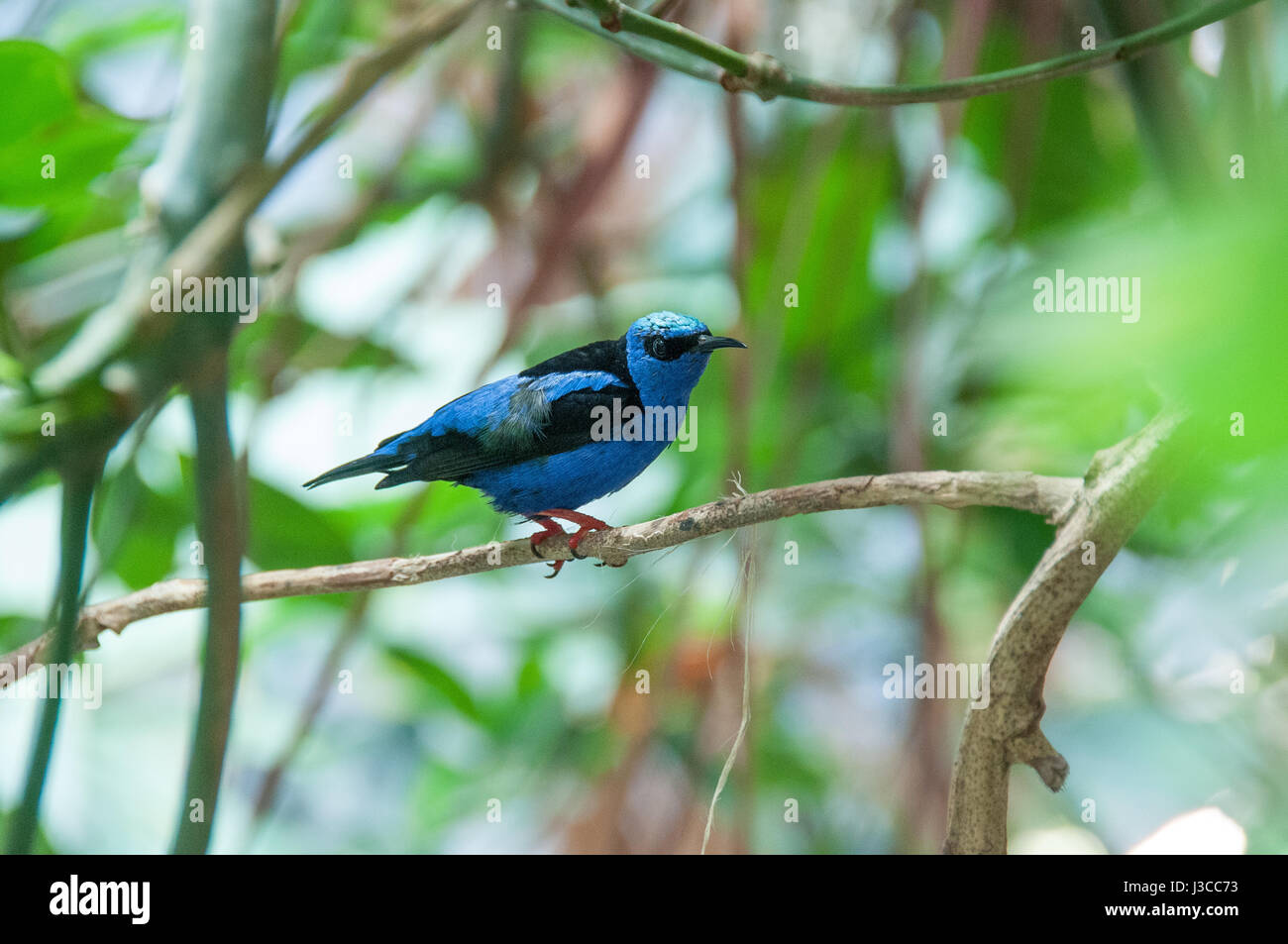Un drôle de petit oiseau bleu dans l'académie des sciences de Californie, San Francisco Banque D'Images Un drôle de petit oiseau bleu dans l'académie des sciences de Californie, San Francisco Banque D'Images