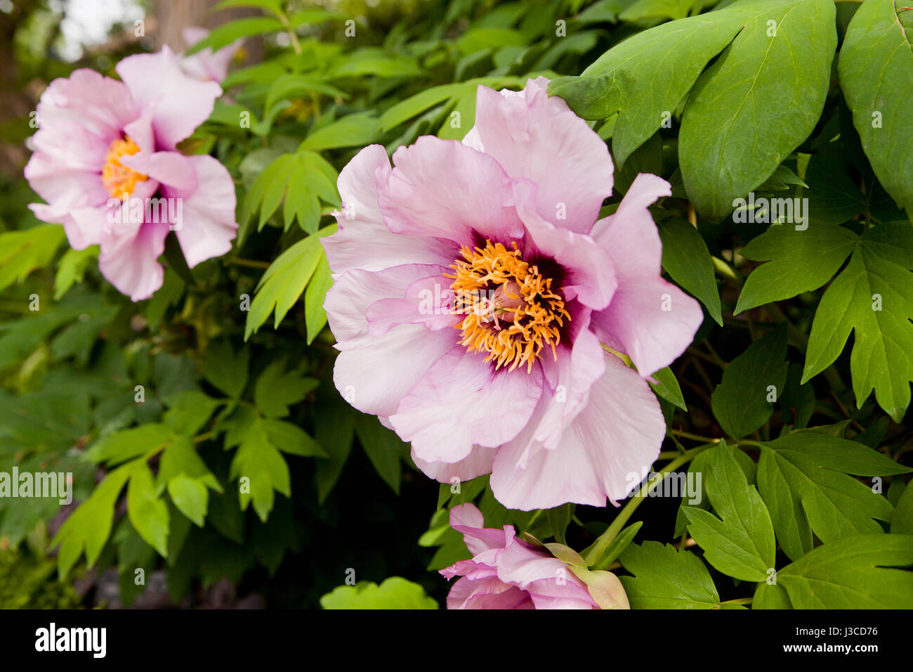 Fleurs pivoine arbustive Paeonia suffruticosa ( / ) - USA Banque D'Images