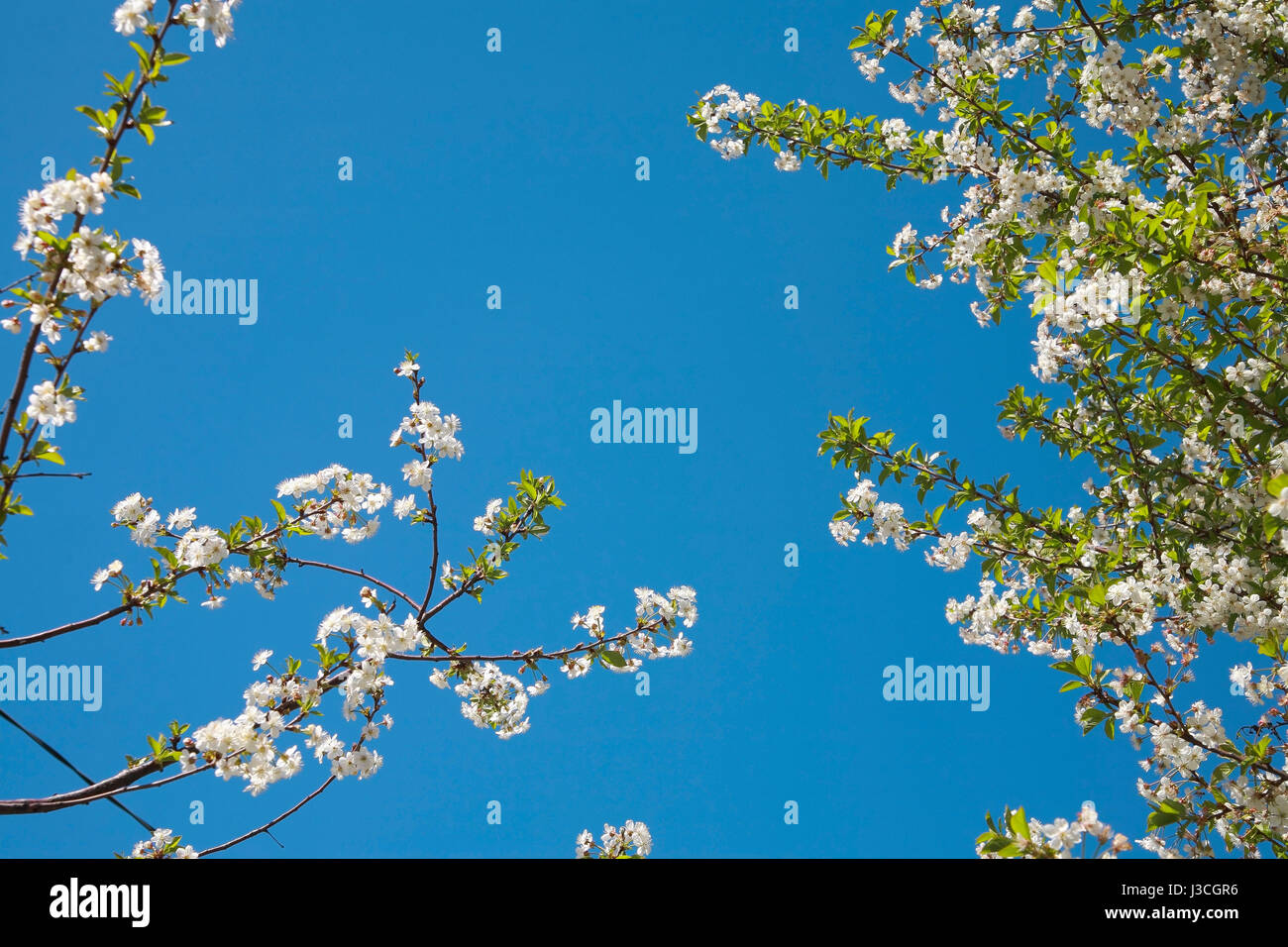 Branche de fleurs de cerisier contre le ciel bleu Banque D'Images