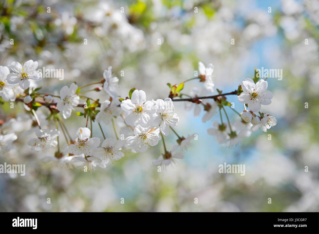 Branche de fleurs de cerisier close-up Banque D'Images