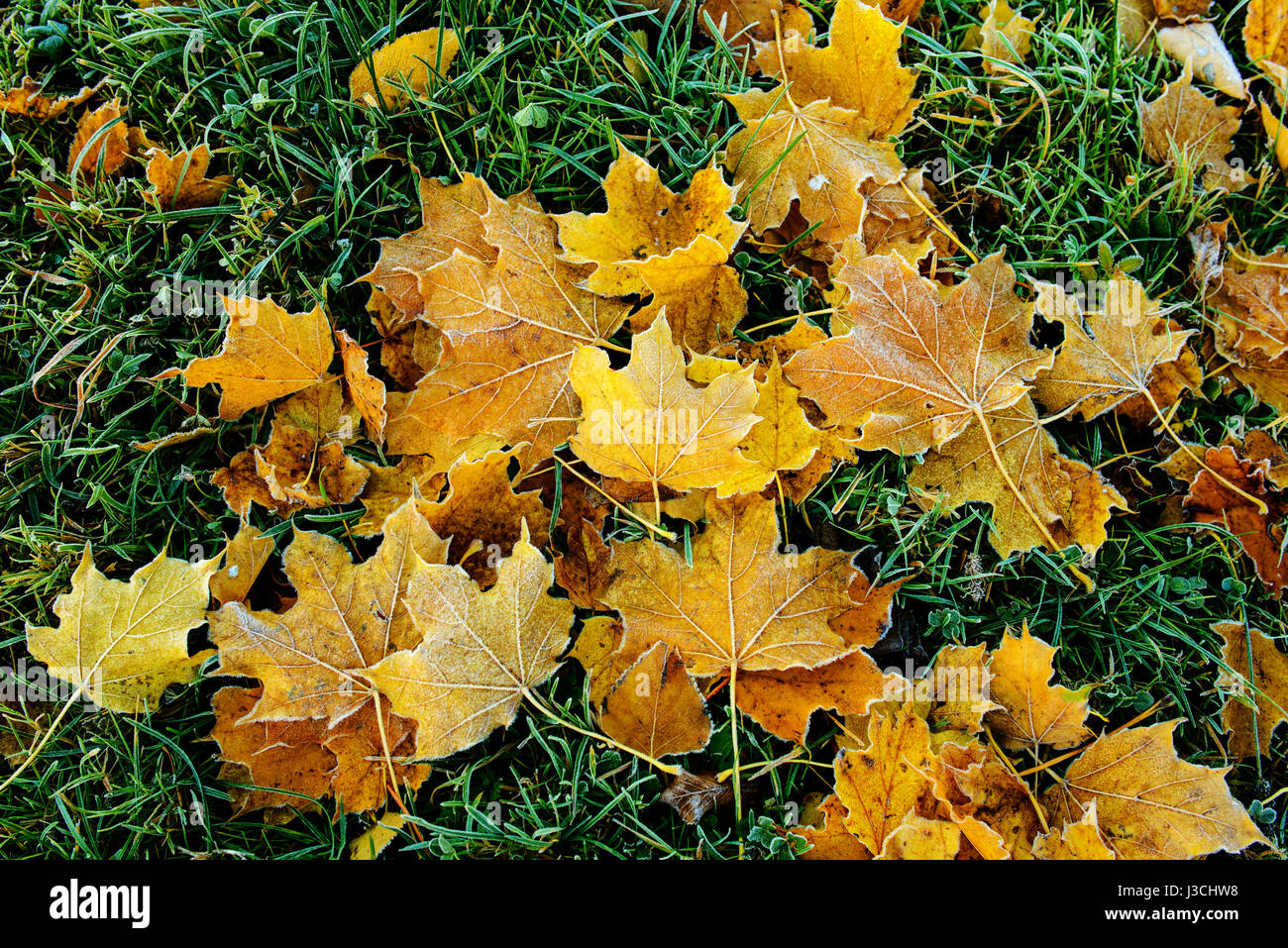 Les feuilles d'automne aux couleurs vives avec couche de gel. Banque D'Images