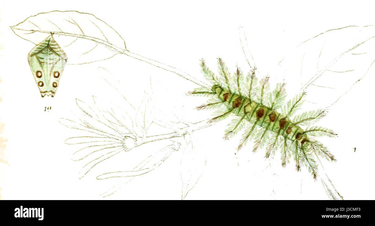 Euthalia lubentina, communément connue sous le nom de carte commune, est une espèce de papillon trouvée en Asie tropicale, connue pour ses motifs et ses couleurs distinctives d'ailes. Banque D'Images