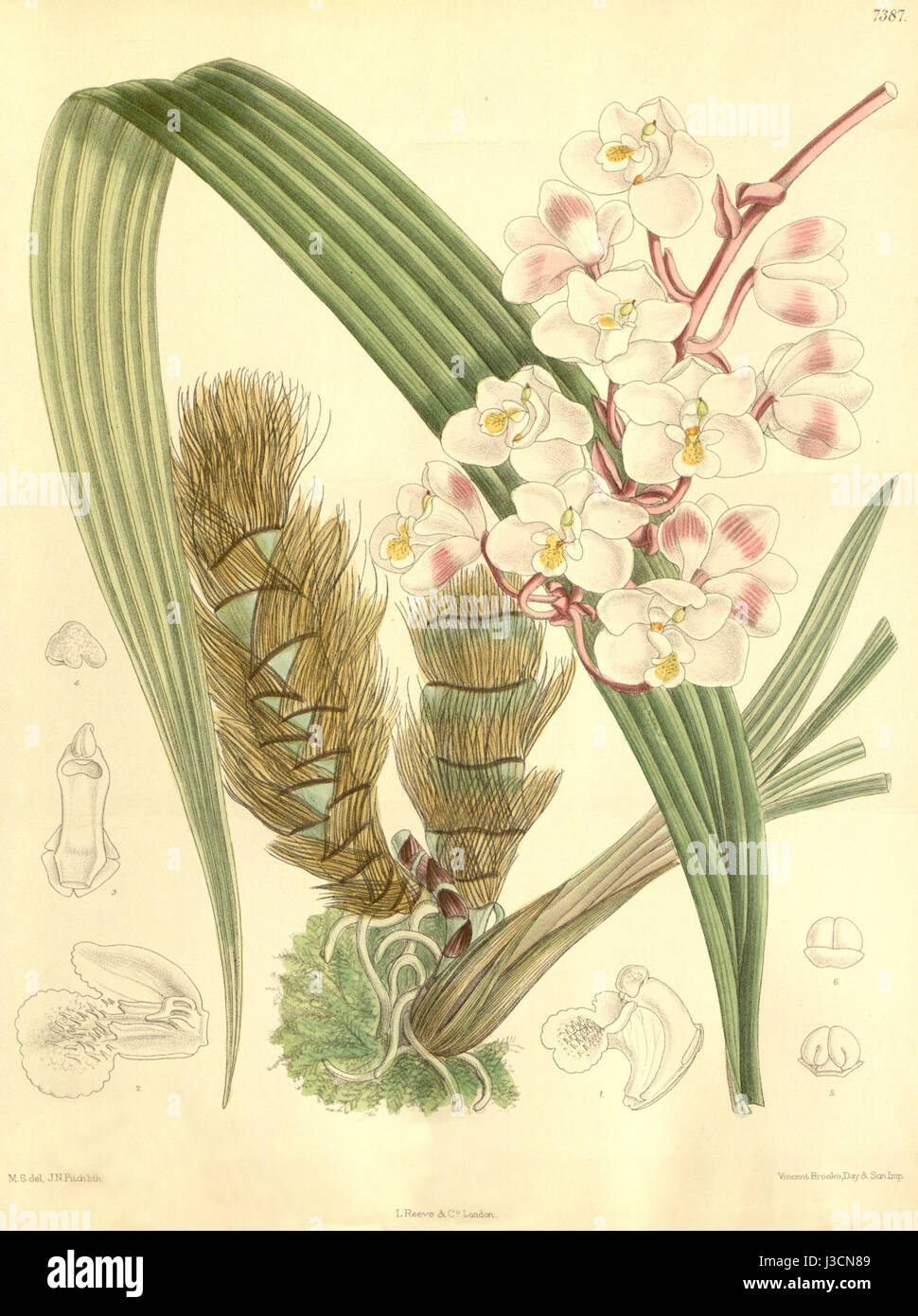 Illustration botanique d'Eulophiella elisabethae, une espèce d'orchidée, créée en 1894 par Curtis. L'illustration capture les caractéristiques uniques de la fleur, soulignant sa structure délicate et ses couleurs vibrantes. Banque D'Images