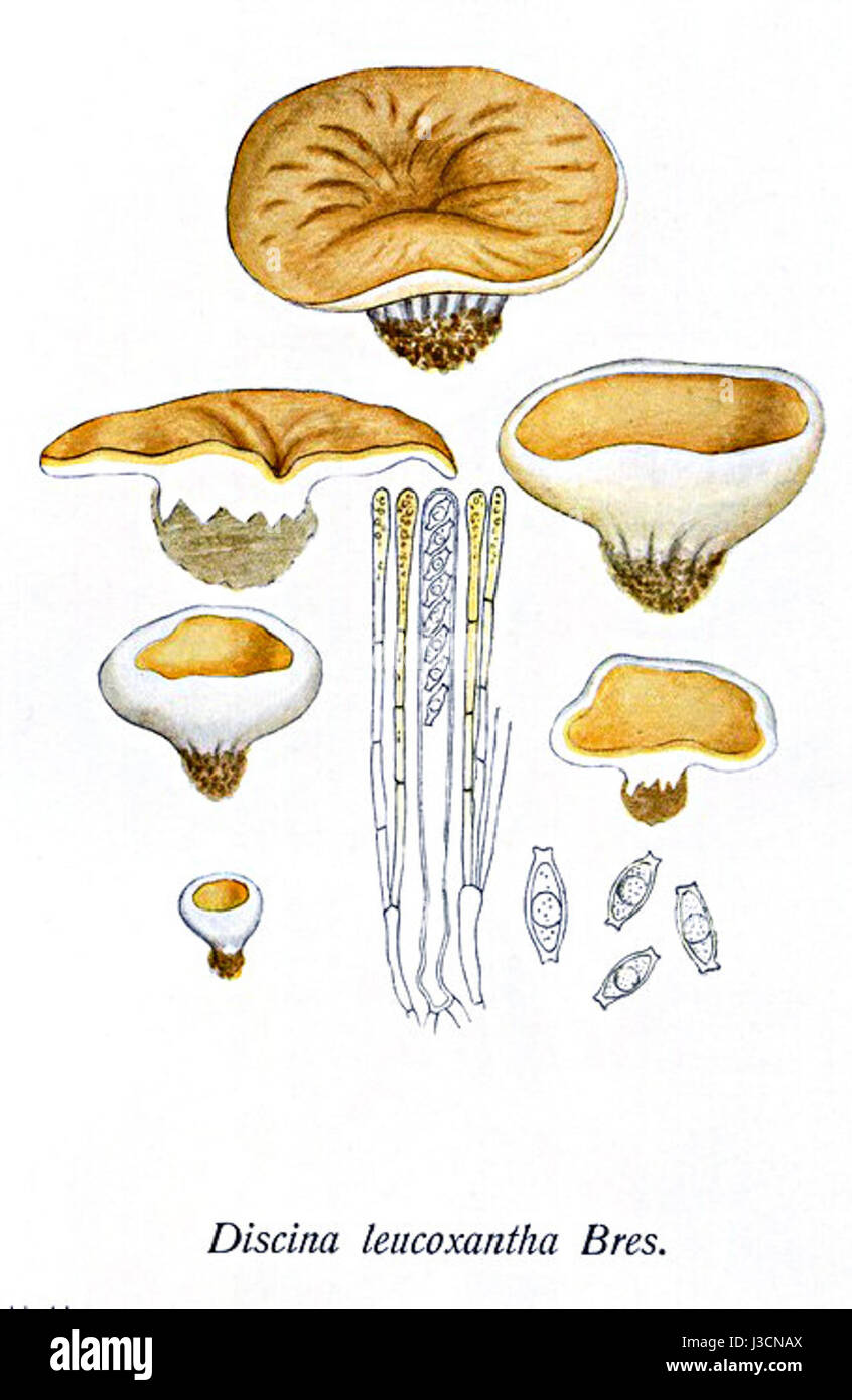 Discina leucoxantha est une espèce de champignon, illustrée dans 'Iconographia Mycologica'. Cette image de l'onglet. 119 met en évidence les caractéristiques distinctes du champignon, y compris sa coloration jaune et sa structure unique de coiffe. Banque D'Images Discina leucoxantha est une espèce de champignon, illustrée dans 'Iconographia Mycologica'. Cette image de l'onglet. 119 met en évidence les caractéristiques distinctes du champignon, y compris sa coloration jaune et sa structure unique de coiffe. Banque D'Images