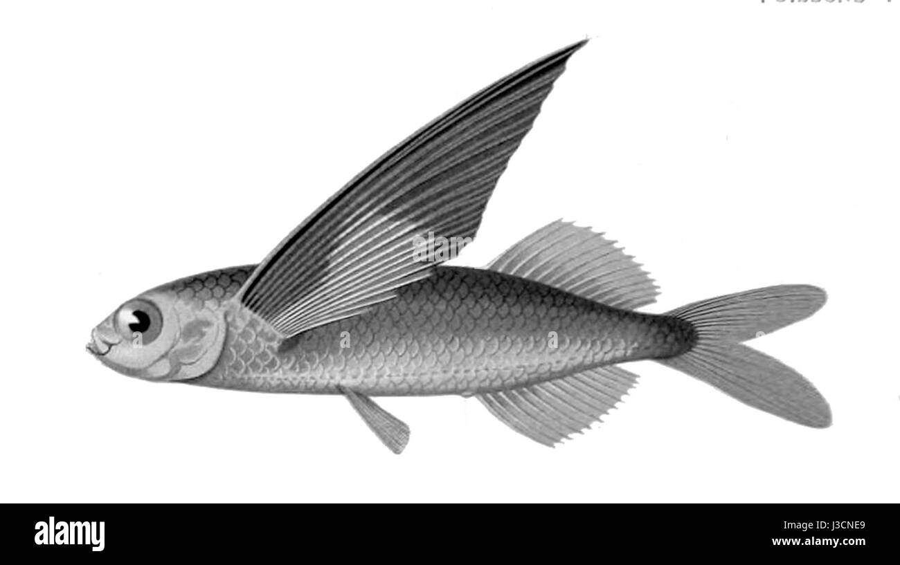 Exocoetus obtusirostris Banque D'Images