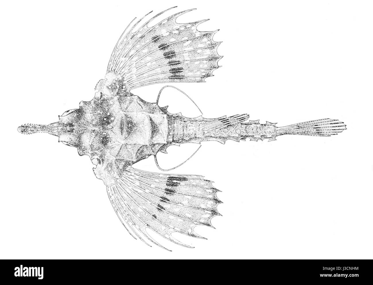 Eurypegasus papilio, également connu sous le nom de cheval de mer ailé, est une espèce d'hippocampe trouvée dans la région Indo-Pacifique. Ses ailes distinctives et son corps allongé en font une espèce marine remarquable, adaptée à la vie dans les habitats côtiers. Banque D'Images