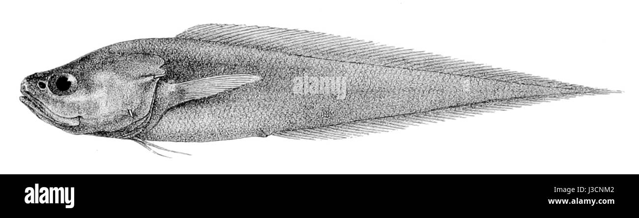 Diplacanthopoma brachysoma est une espèce éteinte de mollusques gastéropodes du Paléozoïque, appartenant à la classe des Gastropodes. Il est connu à partir de spécimens fossilisés, fournissant des informations précieuses sur la vie marine antique. Banque D'Images