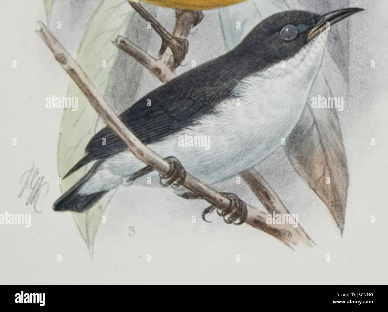 Image de Dicaeum hypoleucum, communément connu sous le nom de pic à ventre jaune, une petite espèce d'oiseau trouvée en Asie du Sud-est. Banque D'Images