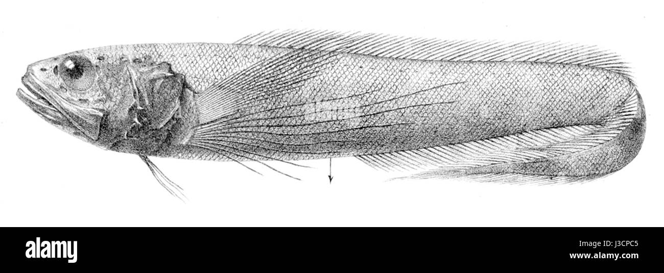 Dicrolene introniger1 Banque D'Images