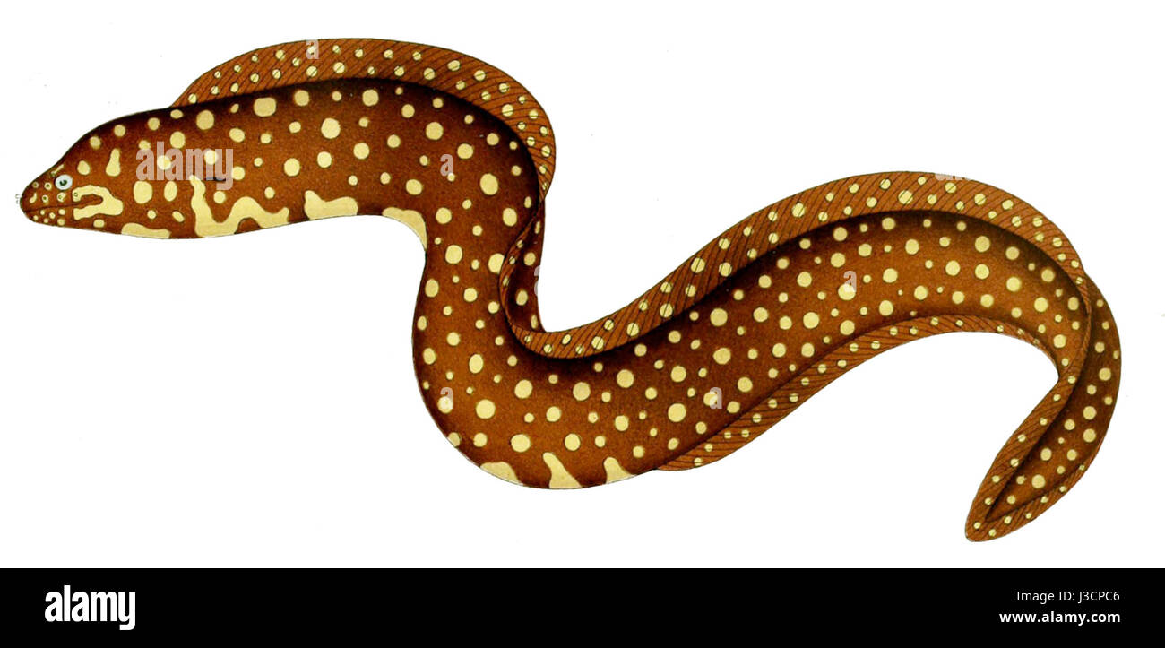 Echidna xanthospilos, également connu sous le nom d'Echidna à taches jaunes, est une espèce originaire d'Australie. Il est caractérisé par son aspect épineux unique et des taches jaunes le long de son corps, trouvées principalement dans les régions du sud de l'Australie. Banque D'Images