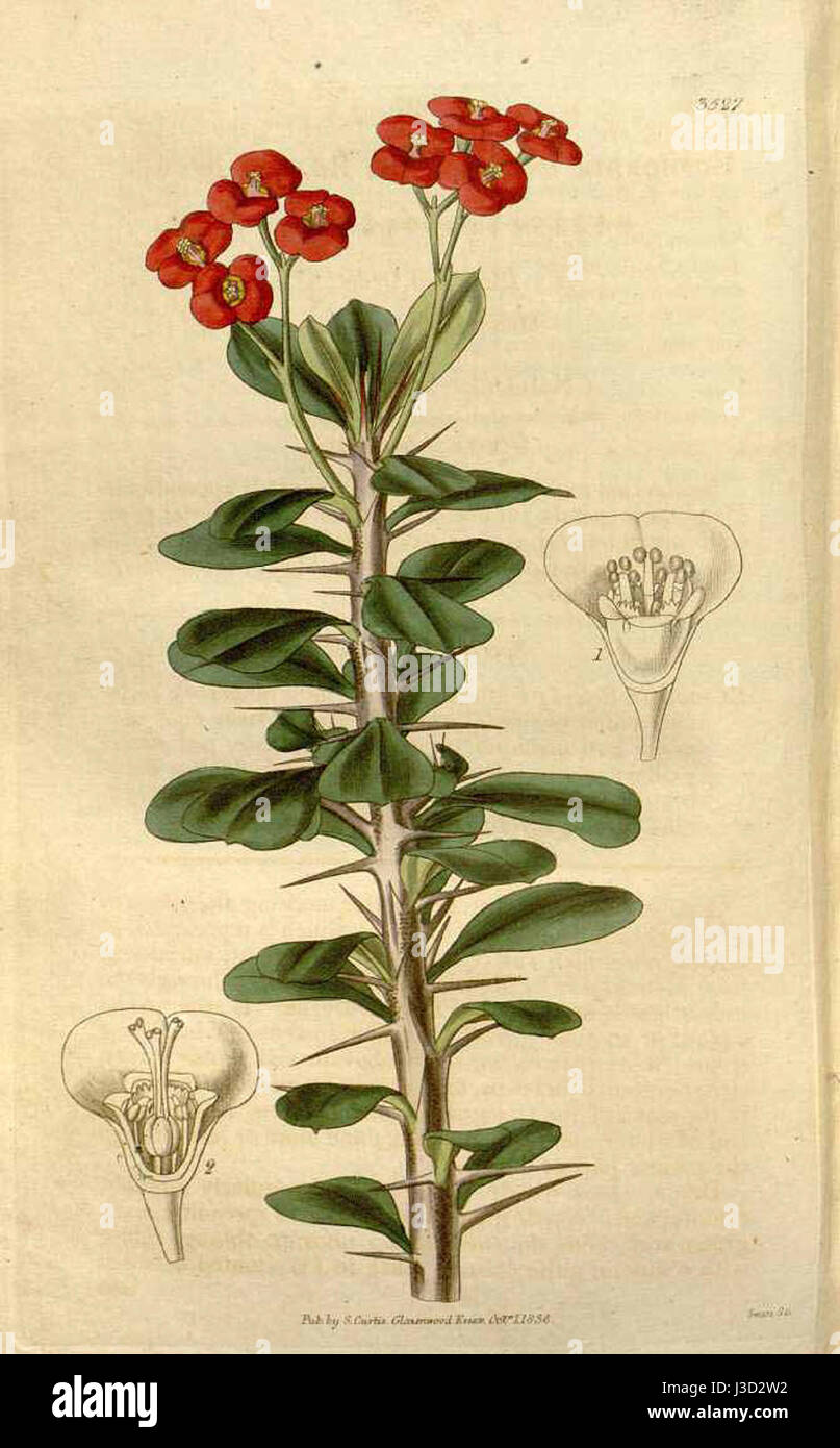 Euphorbia milii var. milii, communément appelé la couronne d'épines, est une plante à fleurs originaire de Madagascar, souvent cultivée pour sa valeur ornementale et sa résilience. Banque D'Images