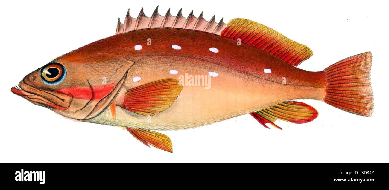 Epinephelus fasciatus, également connu sous le nom de mérou en nid d'abeilles, est une espèce de poisson présente dans la région Indo-Pacifique. Il est reconnu pour son motif en nid d'abeilles et son importance dans les écosystèmes marins. Banque D'Images