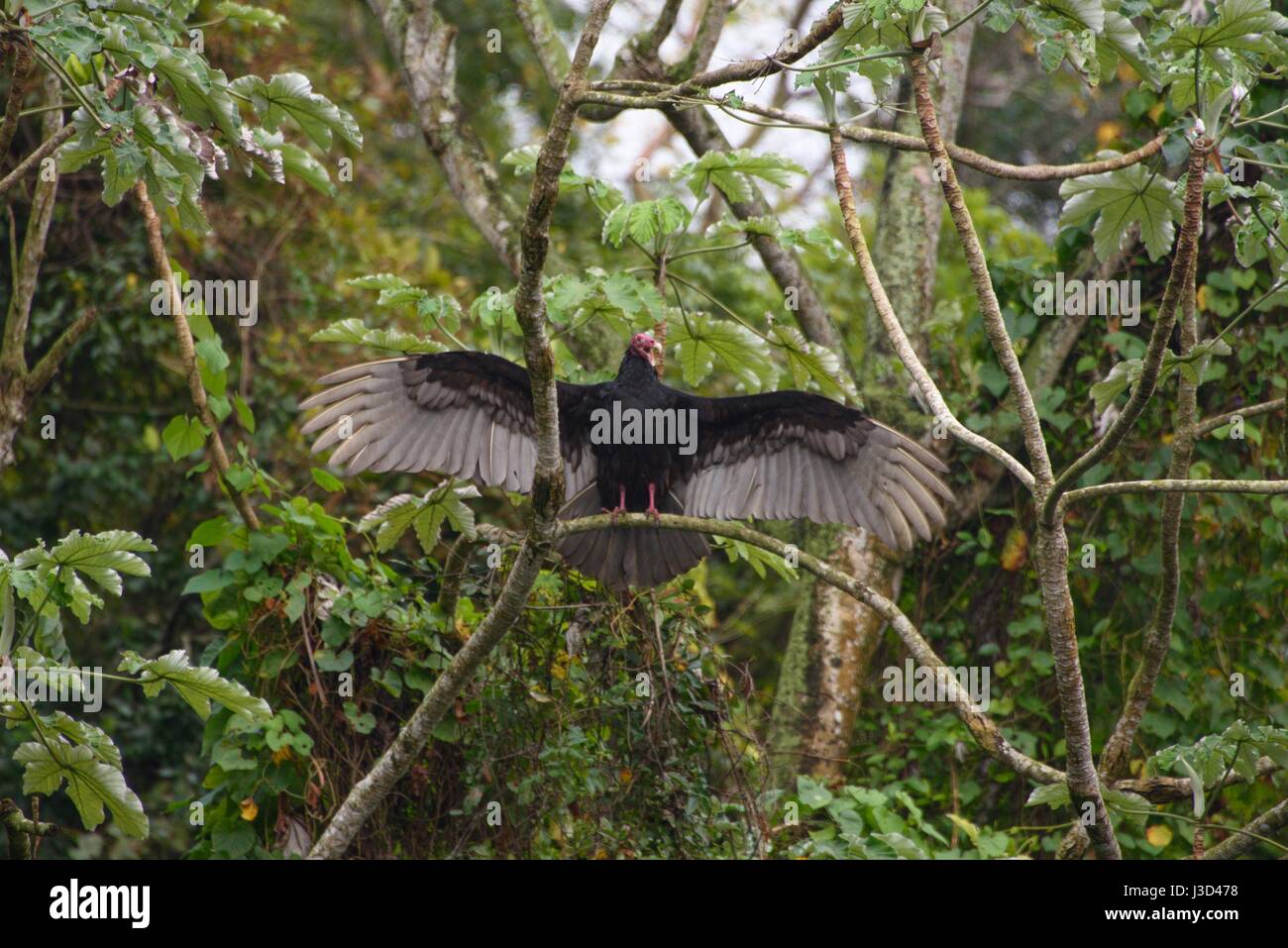 Urubu, Cathartes aura, vu à Cuba. Aussi connu sous le nom de Turquie Buzzard en Amérique. Banque D'Images