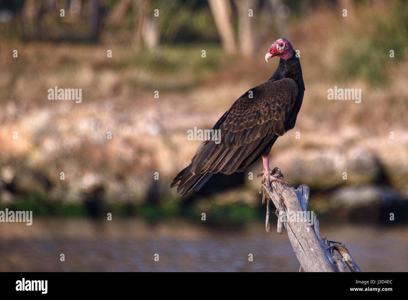 Urubu, Cathartes aura, vu à Cuba. Aussi connu sous le nom de Turquie Buzzard en Amérique. Banque D'Images