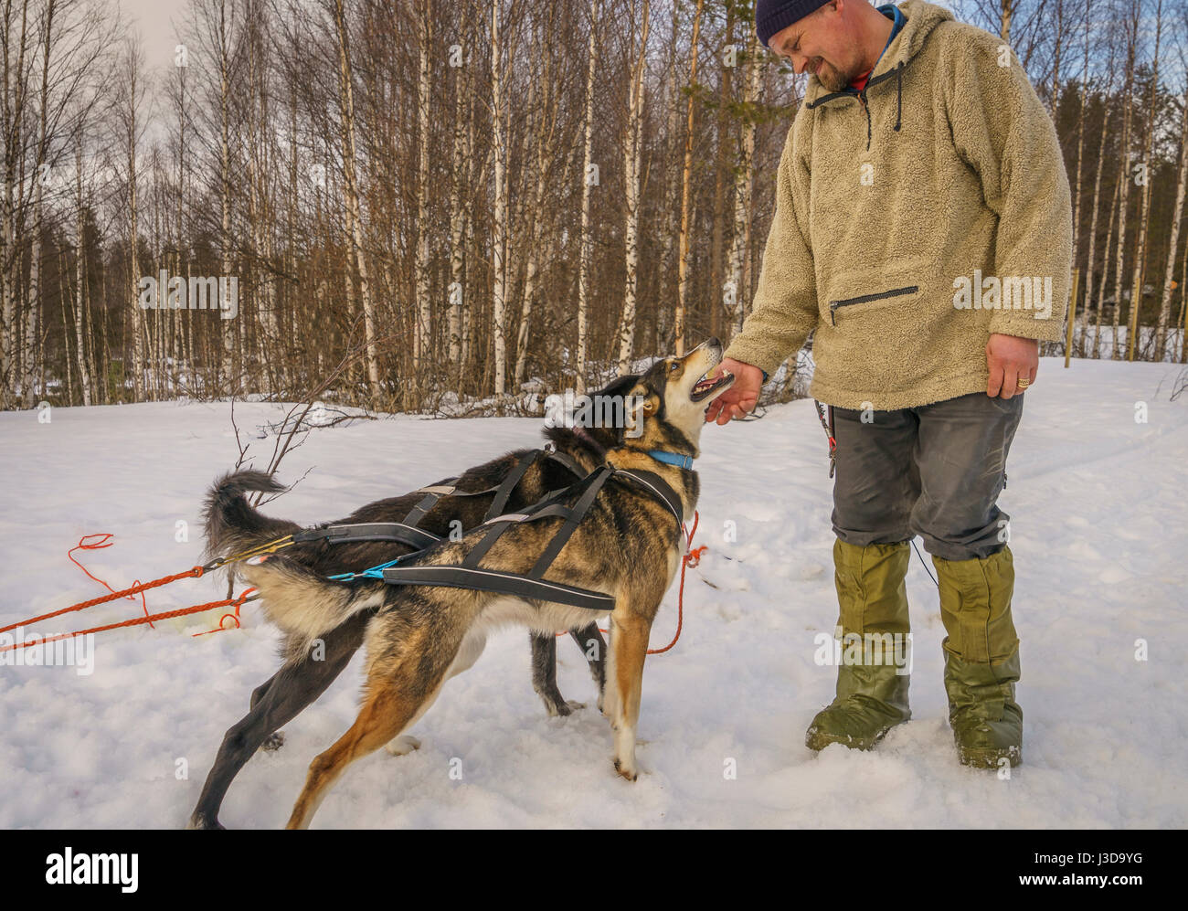 Homme avec huskies, chiens de traîneaux, Laponie, Finlande Banque D'Images