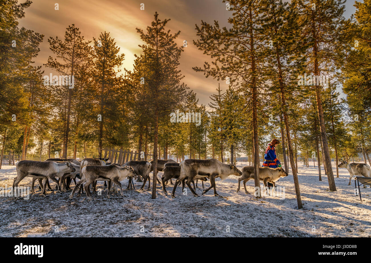 Avec Sami un troupeau de rennes, en Laponie suédoise, Suède Banque D'Images