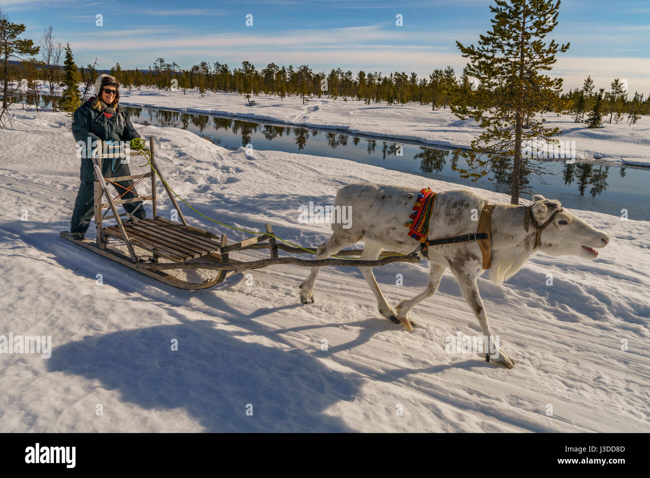 Le traîneau de rennes, en Laponie suédoise, Suède Banque D'Images