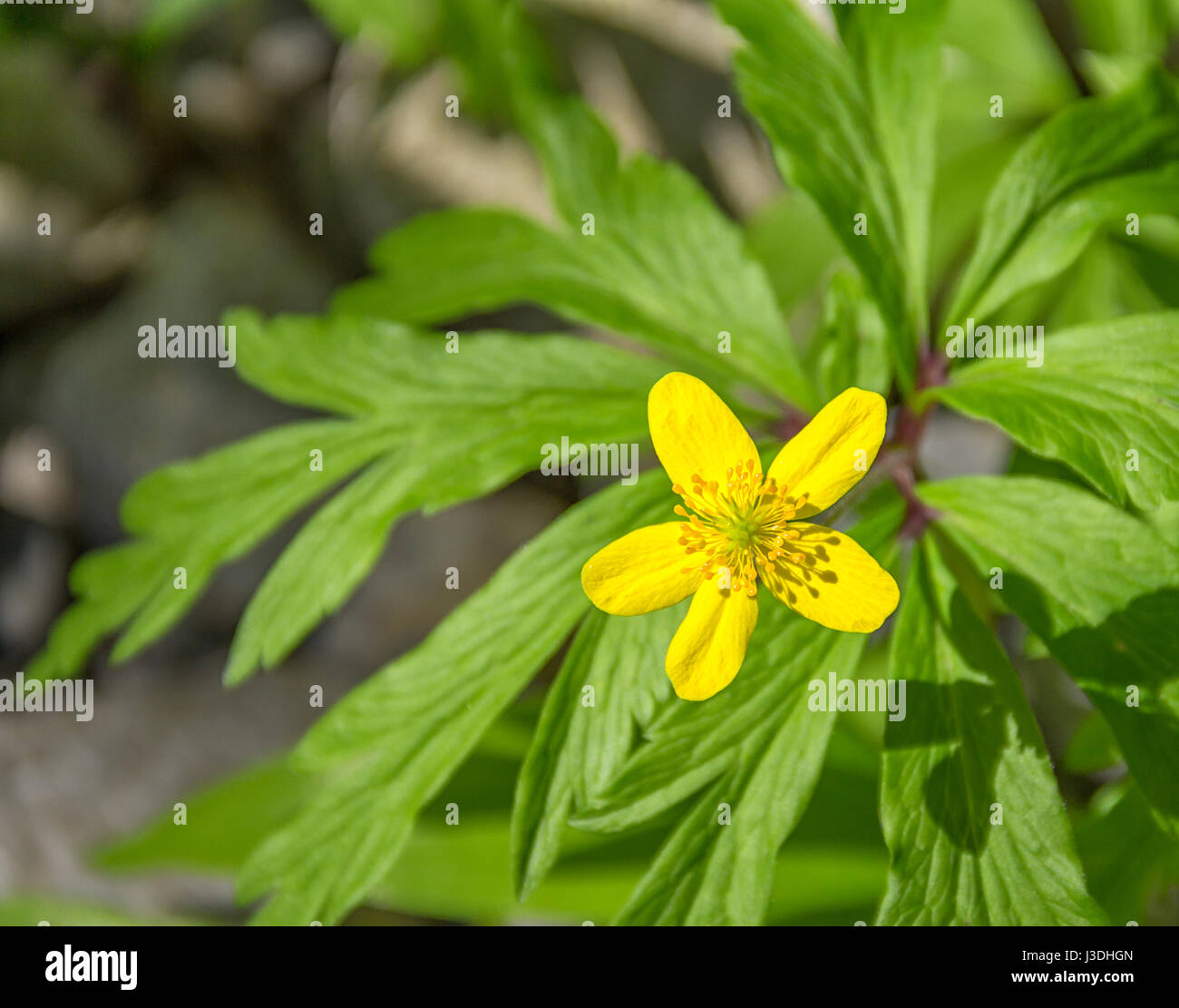 En gros plan fleurs anémone jaune ambiance naturelle Banque D'Images