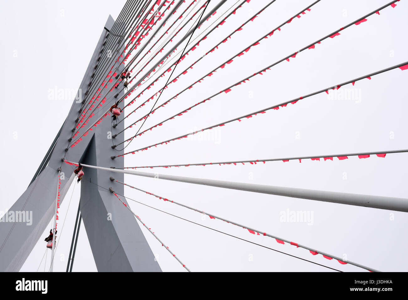 Rotterdam, Pays-Bas - le 18 mars 2016 : grimpeurs pendaison les drapeaux sur orange le pont Erasmus câbles pour l'événement marathon de Rotterdam. Banque D'Images