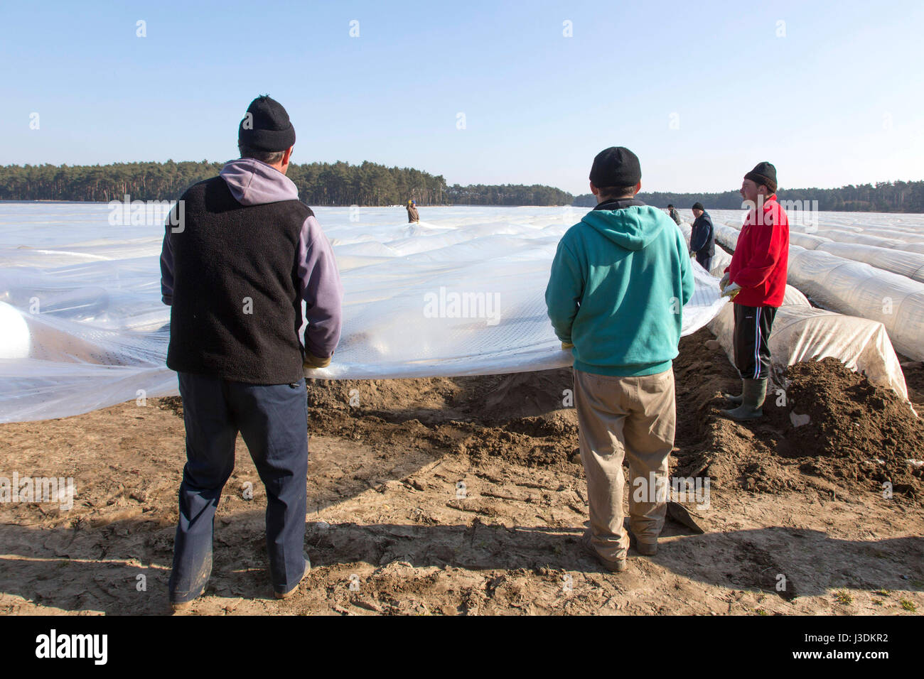 La récolte sur un champ d'asperges Banque D'Images