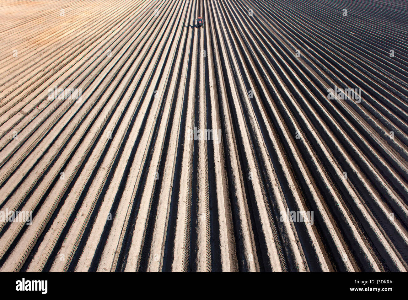 Le tracteur dans un champ d'asperges Banque D'Images