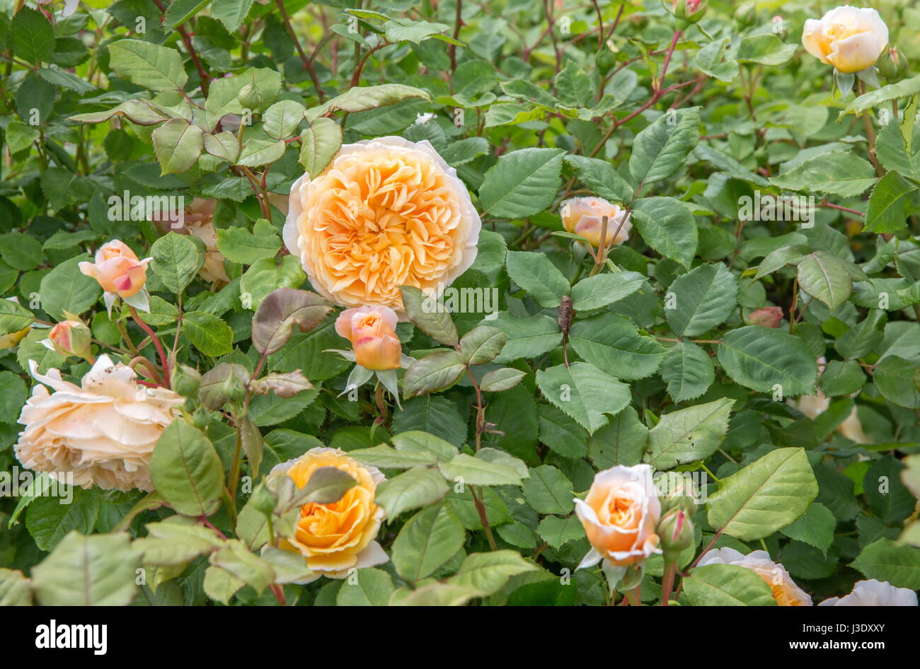 David Austin Rose Crown Princess Margareta Banque D'Images