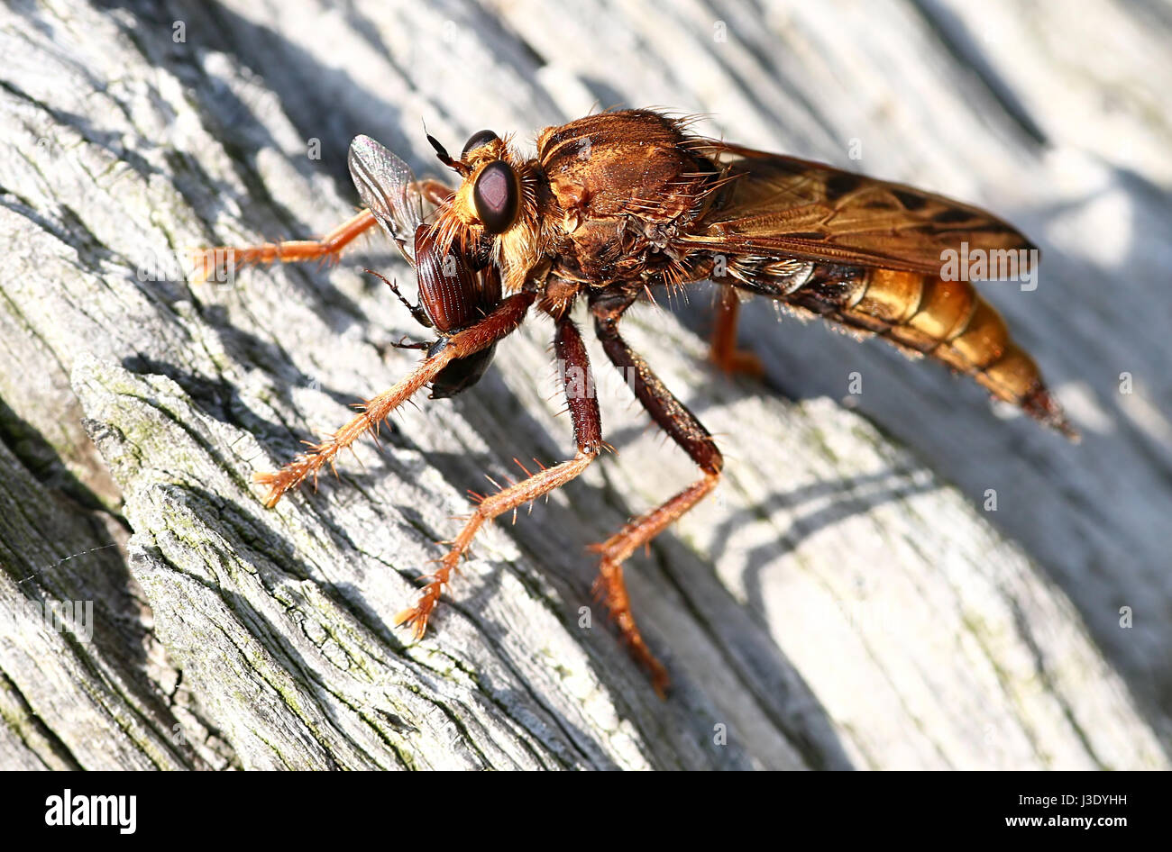 Femme robberfly Hornet européenne (Asilus crabroniformis), l'une des plus grandes espèces de mouches assassin. Ici vu snacking sur une capture des Banque D'Images