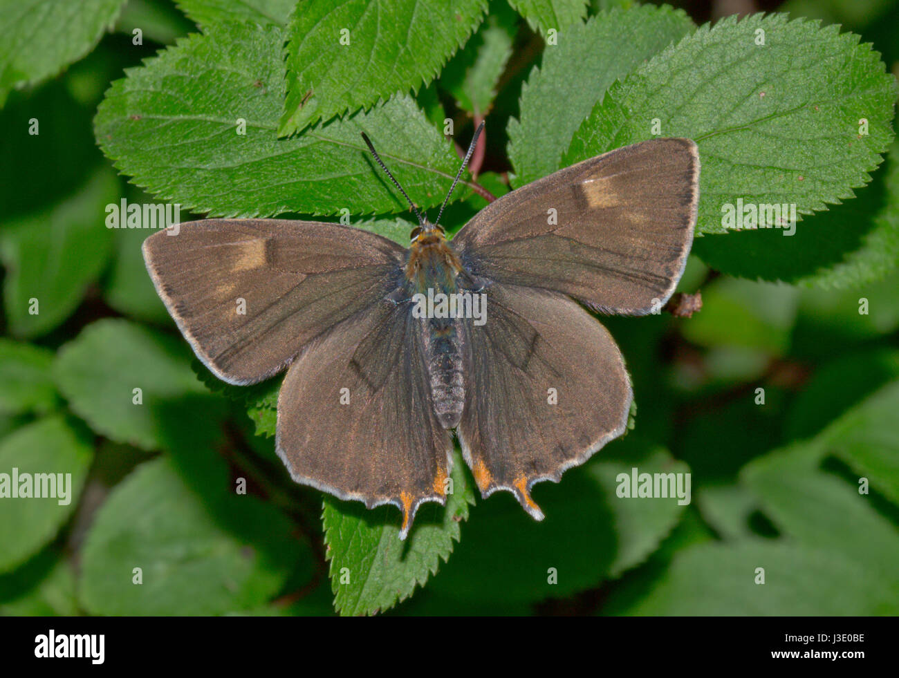 Brown Hairstreak Papillon (Thecla betulae) Mâle upperside. Sussex, UK Banque D'Images