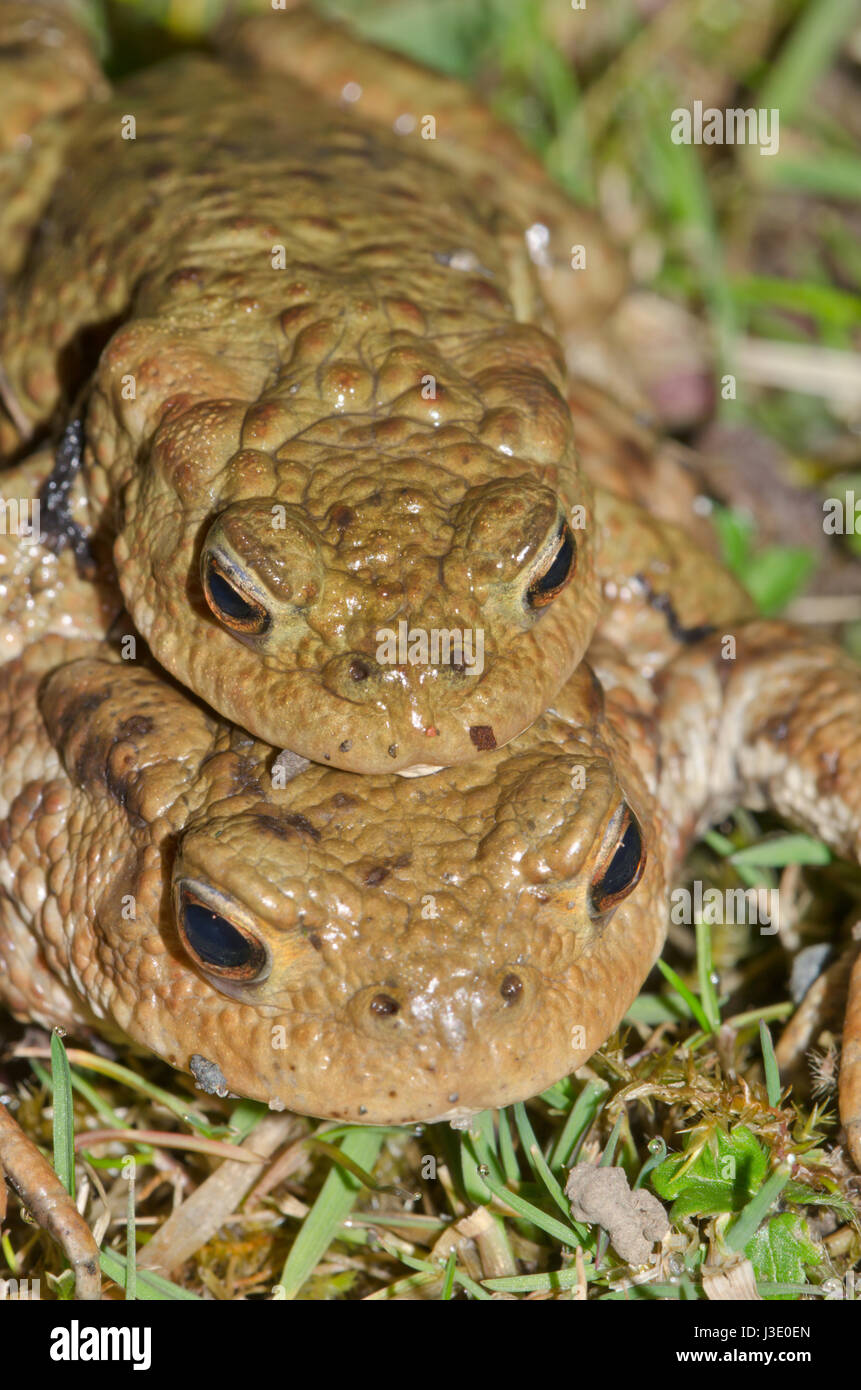 Le crapaud commun (Bufo bufo) sur la route Banque D'Images