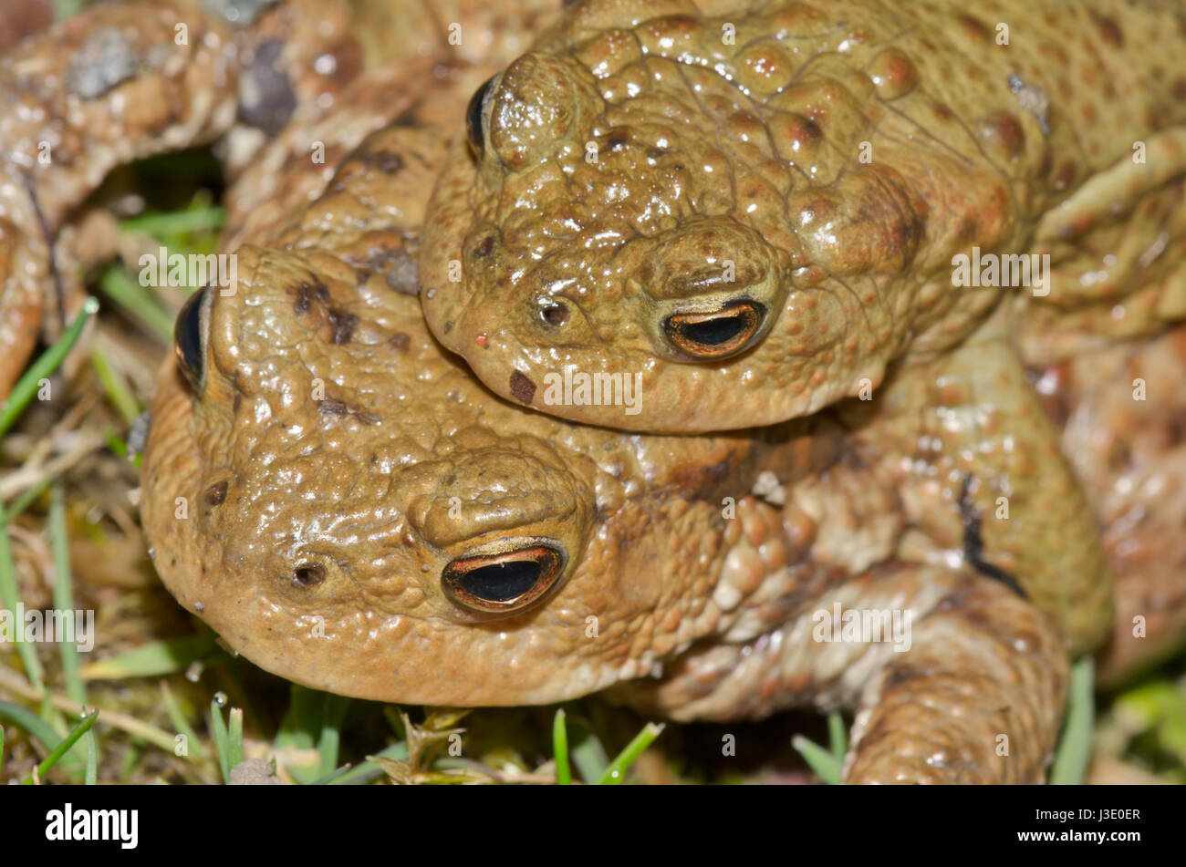 Le crapaud commun (Bufo bufo) sur le bord de la route Banque D'Images