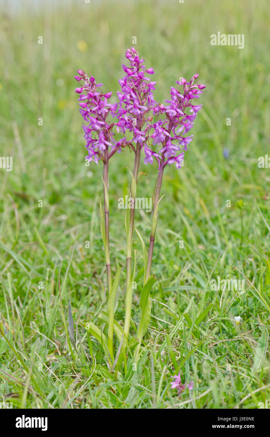 Orchidées parfumées communes (Gymnadenia conopsea). Sussex, Royaume-Uni Banque D'Images