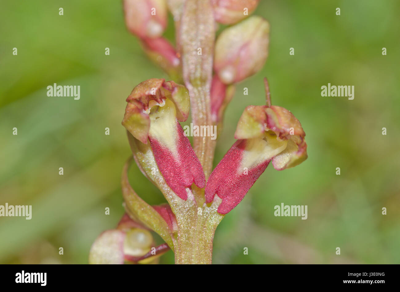 Fleurs d'Orchidée grenouille (viride de Dactylorhiza) forme rouge. Sussex Banque D'Images