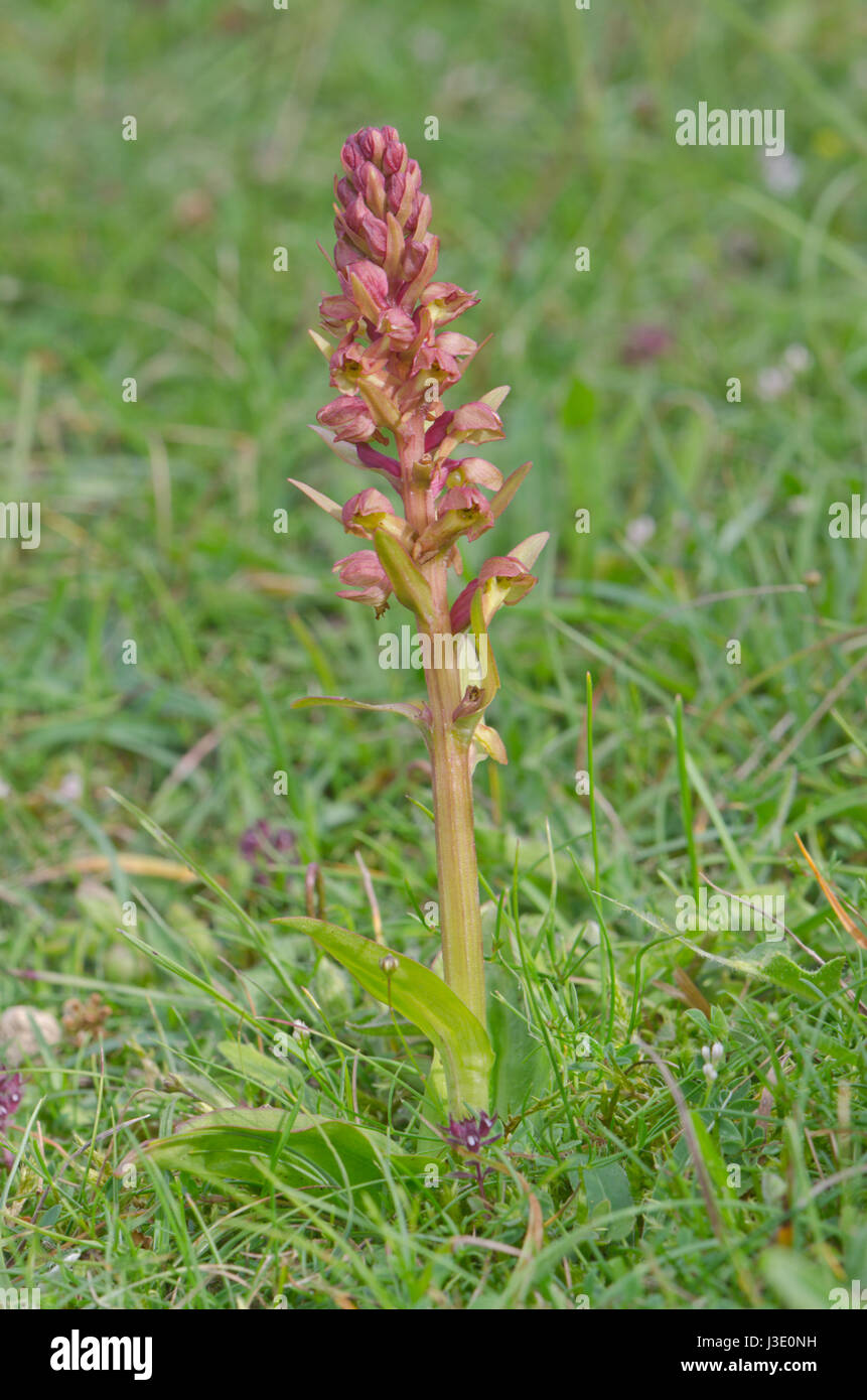 Orchidée de grenouille (viride de Dactylorhiza) forme rouge. Sussex Downland Banque D'Images
