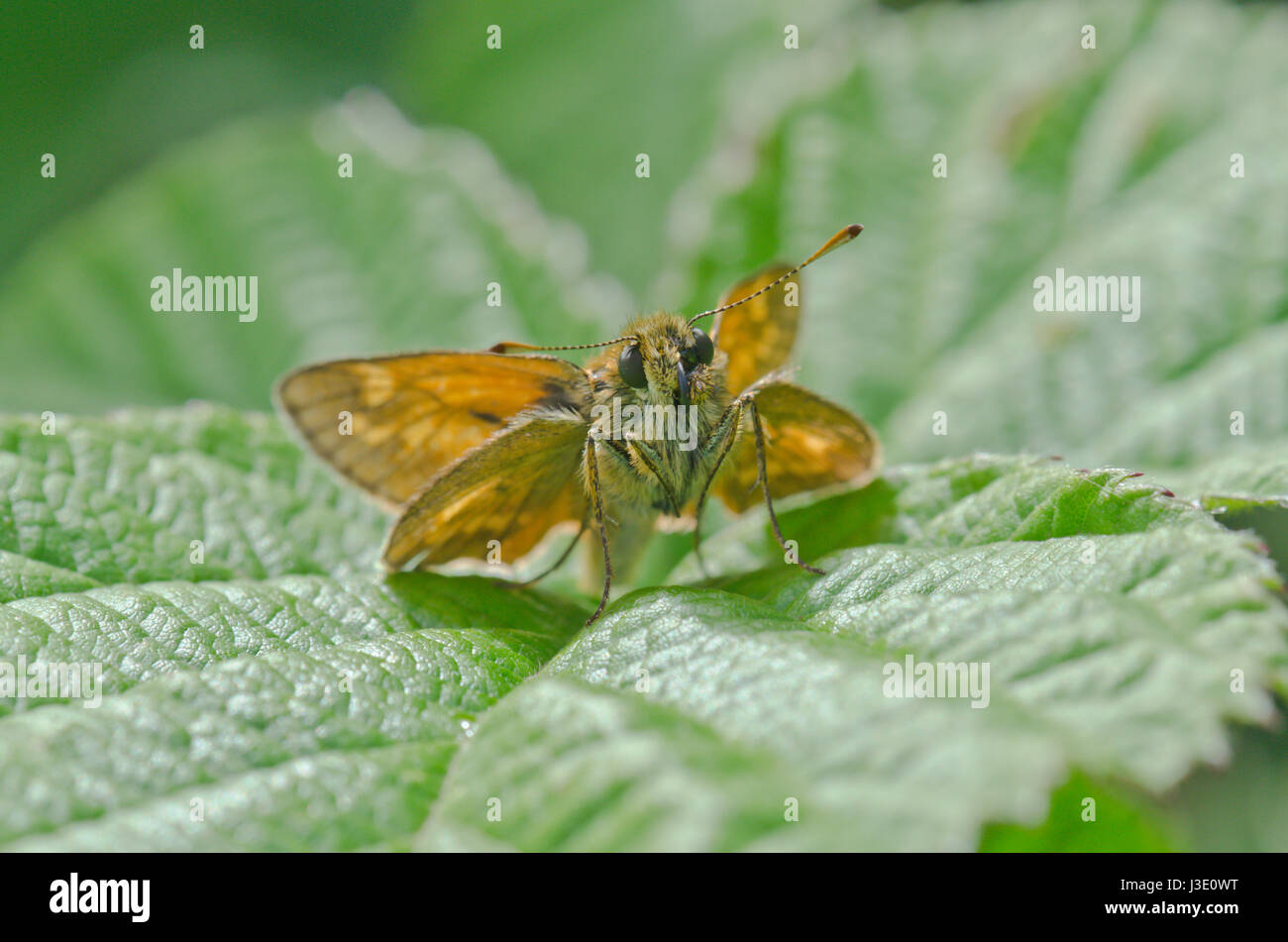 Grand Skipper Butterfly (Ochlodes sylvanus) Banque D'Images