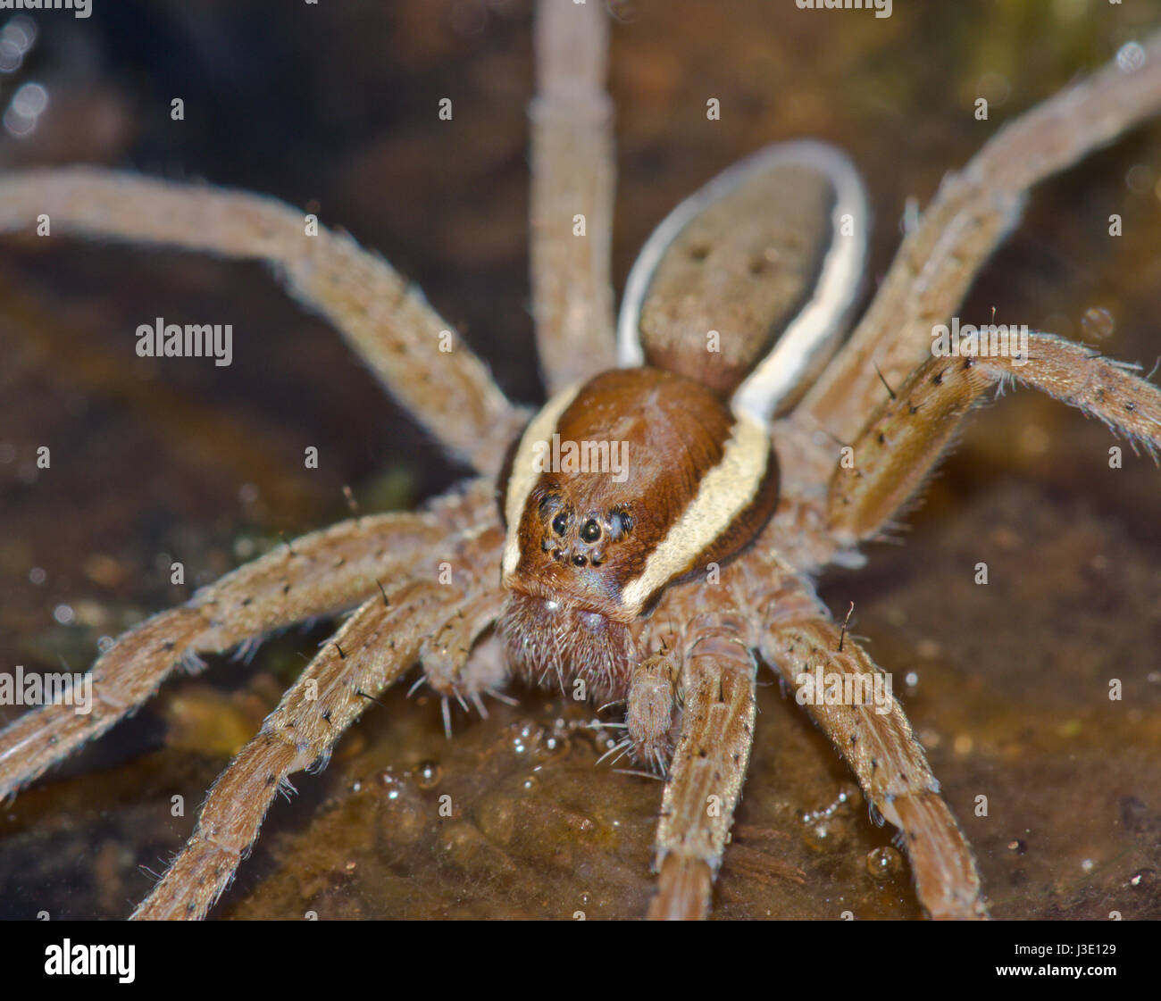 Araignée Dolomedes fimbriatus (Raft) Close Up Banque D'Images