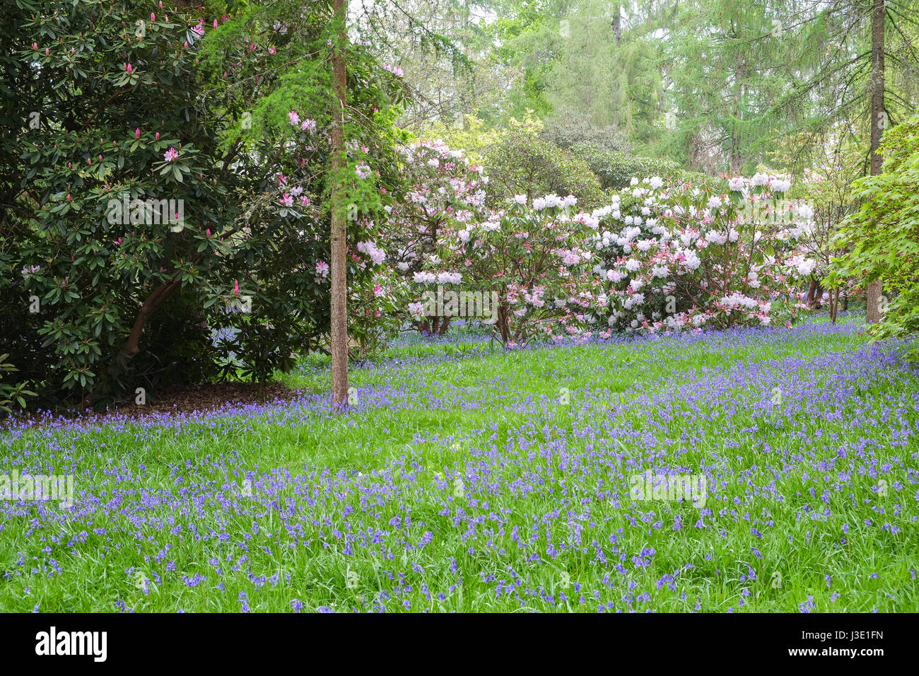 Les fleurs de printemps dans un jardin de campagne anglaise Banque D'Images