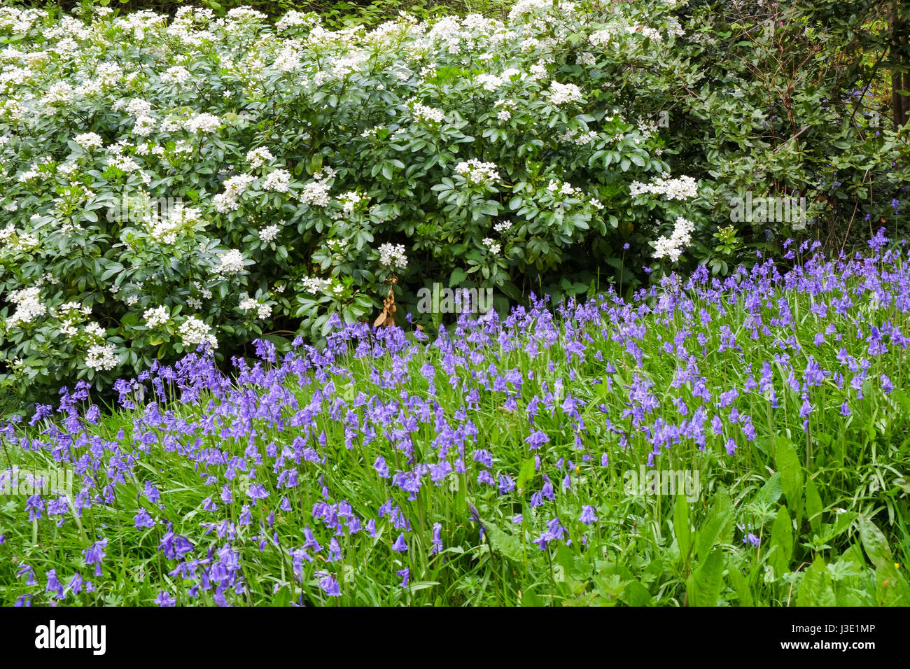 Les fleurs de printemps dans un jardin de campagne anglaise Banque D'Images