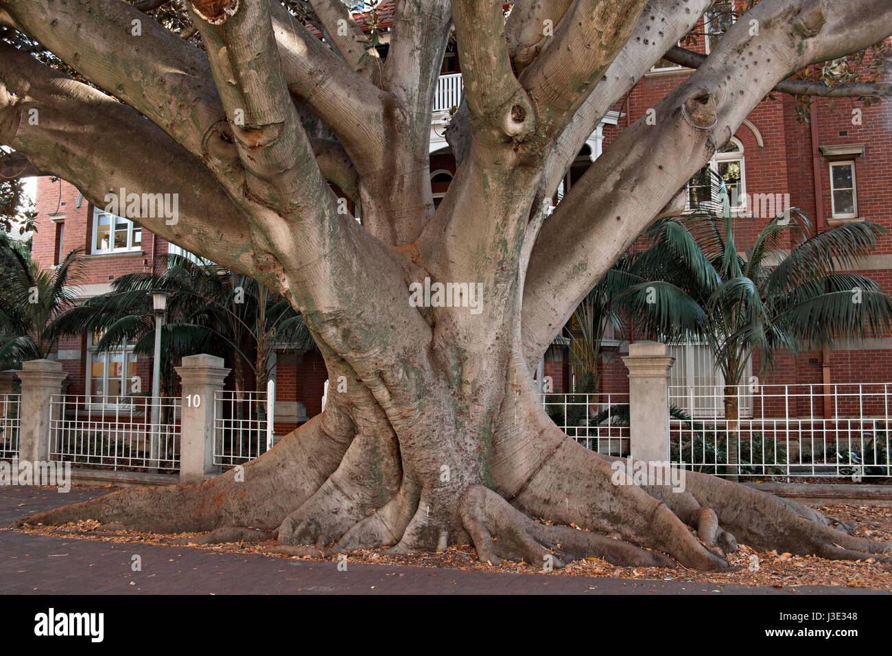 Fig Tree Bay post mortem dans Murray Street, Perth, Australie occidentale Banque D'Images