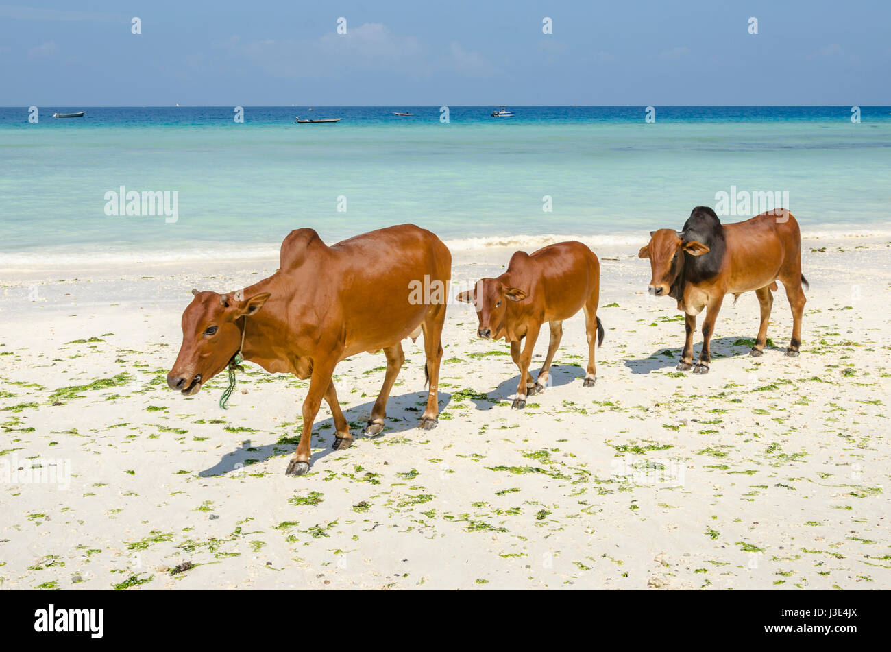 Famille de zébus marchant le long de la plage de Zanzibar. Vache et taureau avec un veau. Banque D'Images