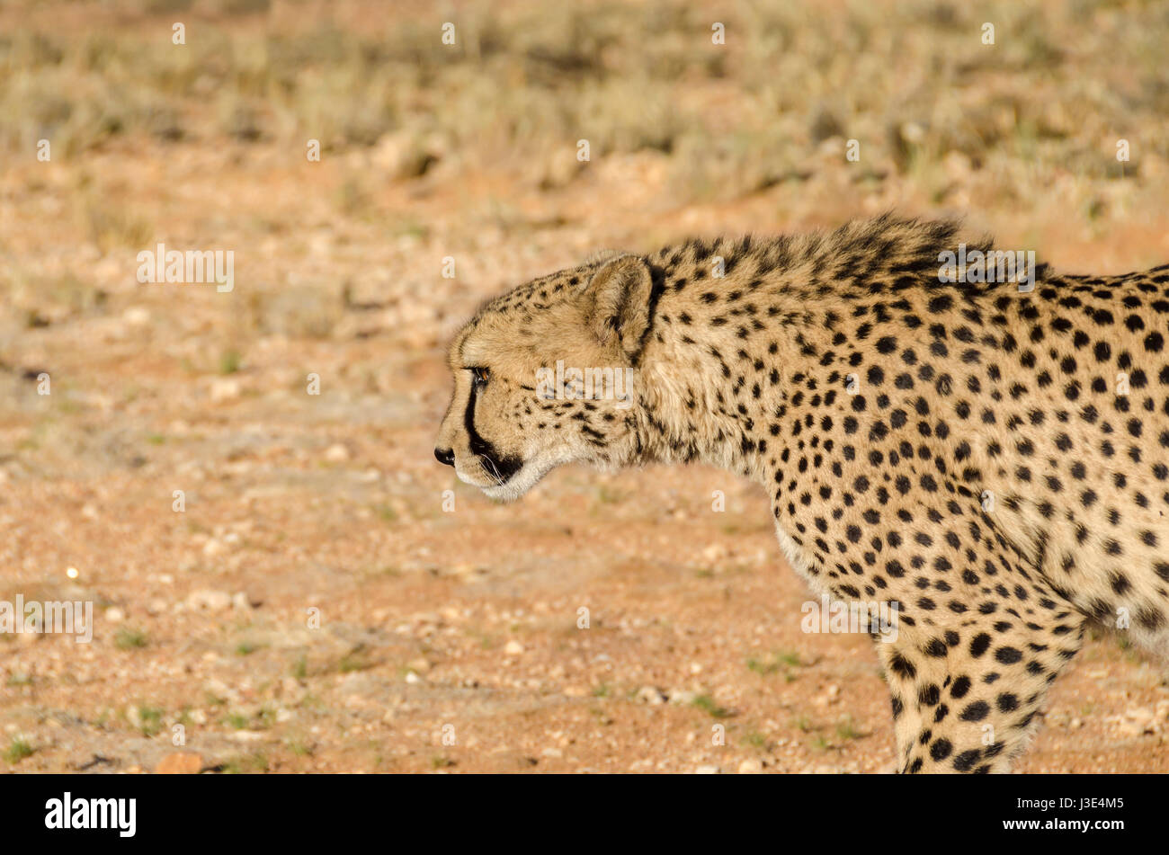 Balades dans le guépard soleil du soir. Photo prise dans la réserve. Banque D'Images