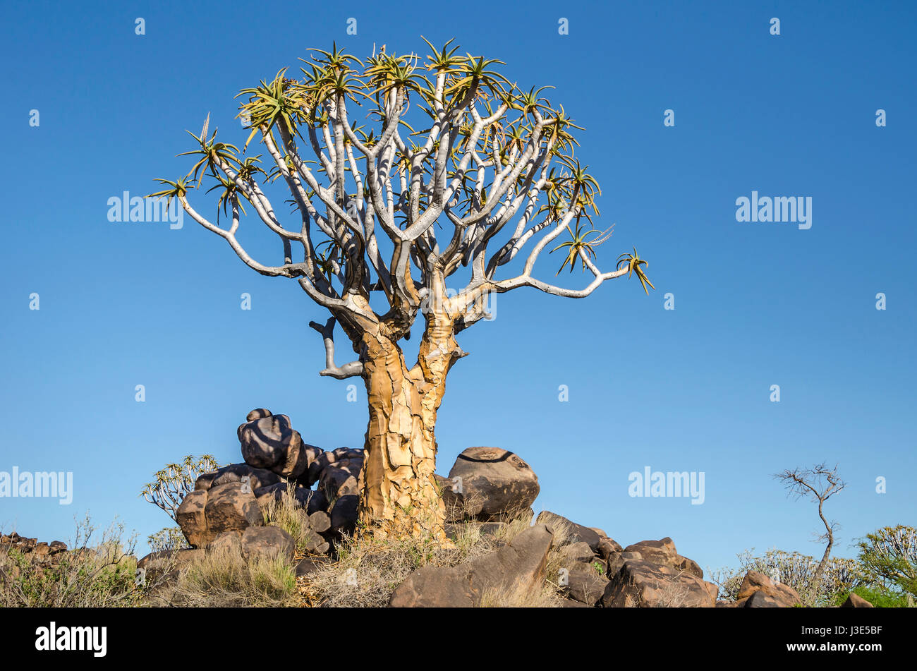 Quiver Tree ( Aloe dichotoma) dans le carquois Tree Forest, au nord de Keetmanshoop, en Namibie. Banque D'Images