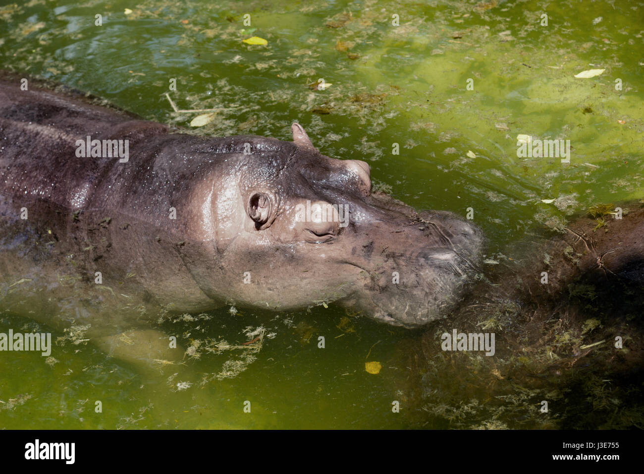 Close up œil andface d'hippopotames sur étang vert Banque D'Images