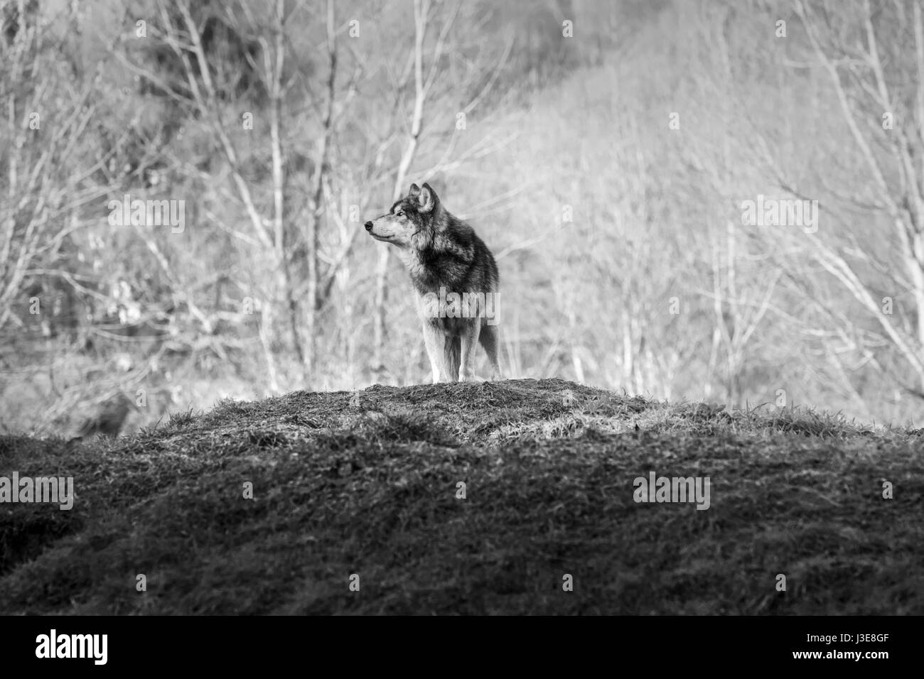 Loups, Wolf Banque D'Images