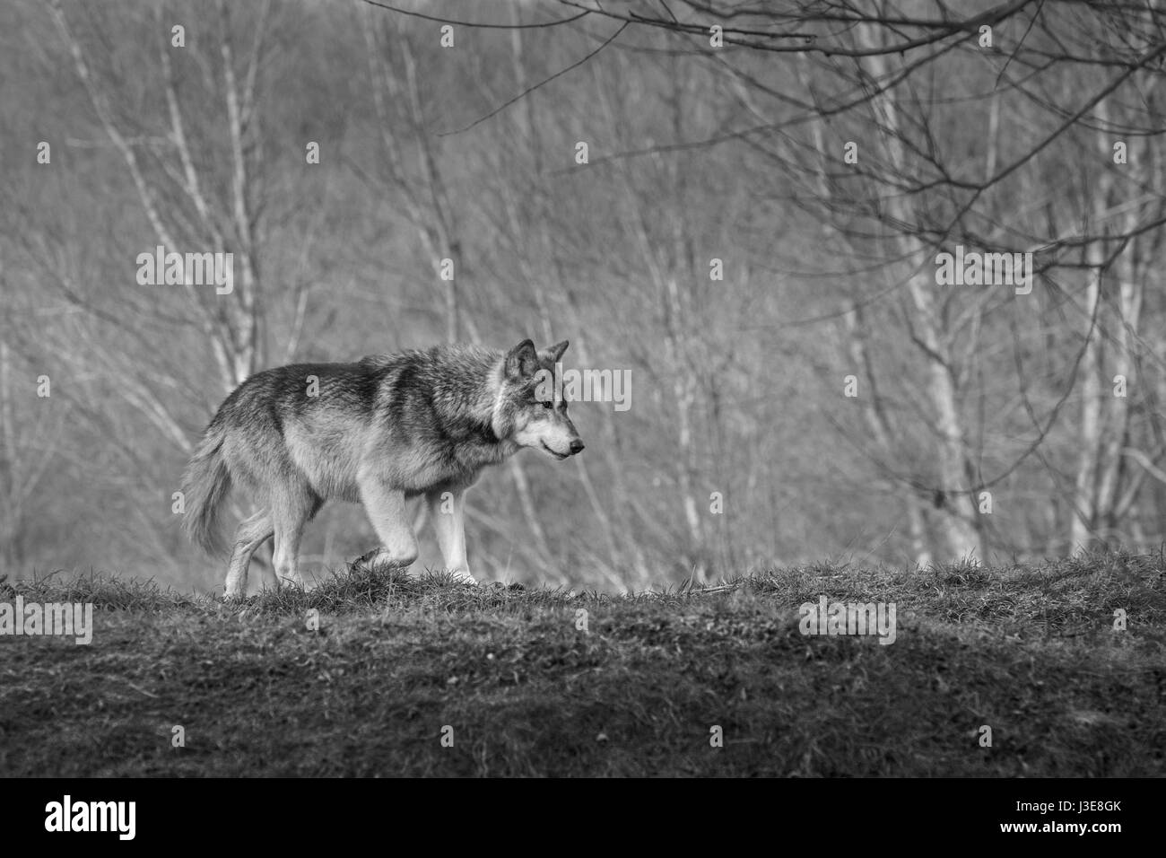 Loups, Wolf Banque D'Images