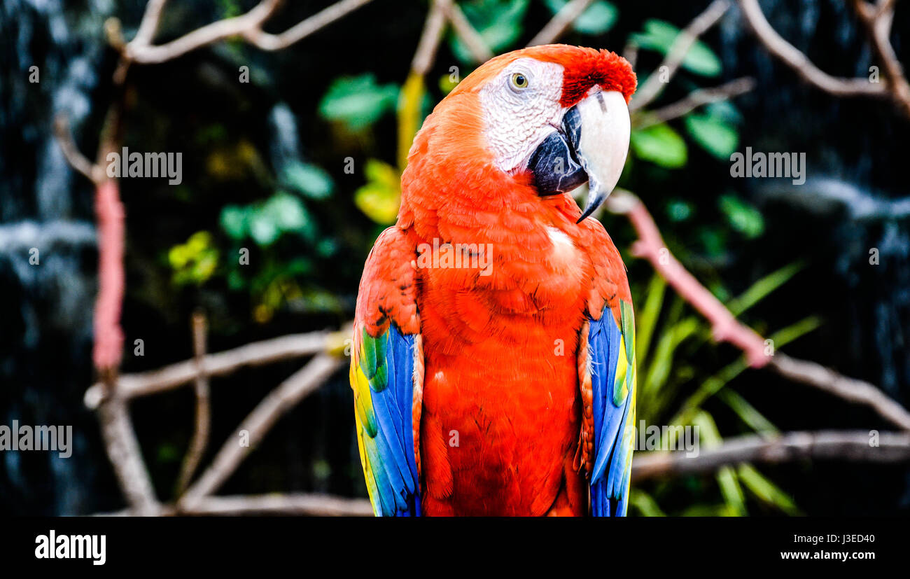 Le parc ornithologique de Jurong, à Singapour Banque D'Images
