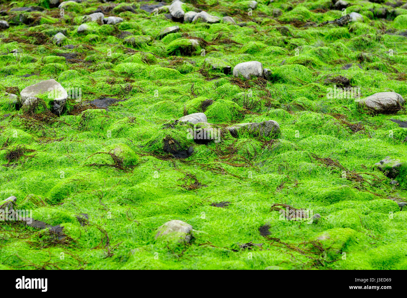 Vert fluorescent de laitue de mer (Ulva lactuca) algues et deadmans doigts (revêtement vert fleece) la côte rocheuse au parc d'état de Silver Sands Beach dans Banque D'Images