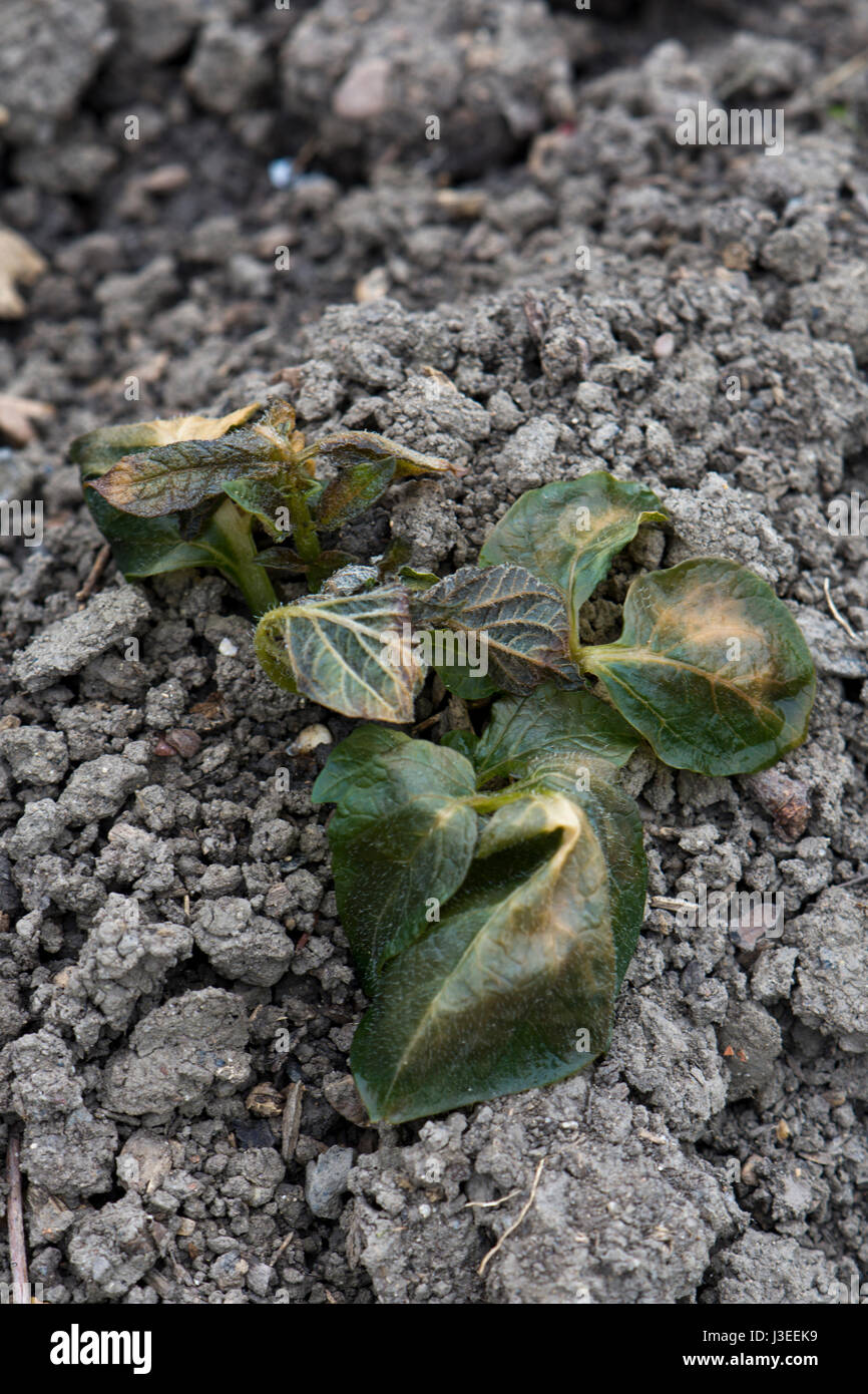 Les premières plants de pommes de terre montrant des signes de dommages de gel au feuilles Banque D'Images