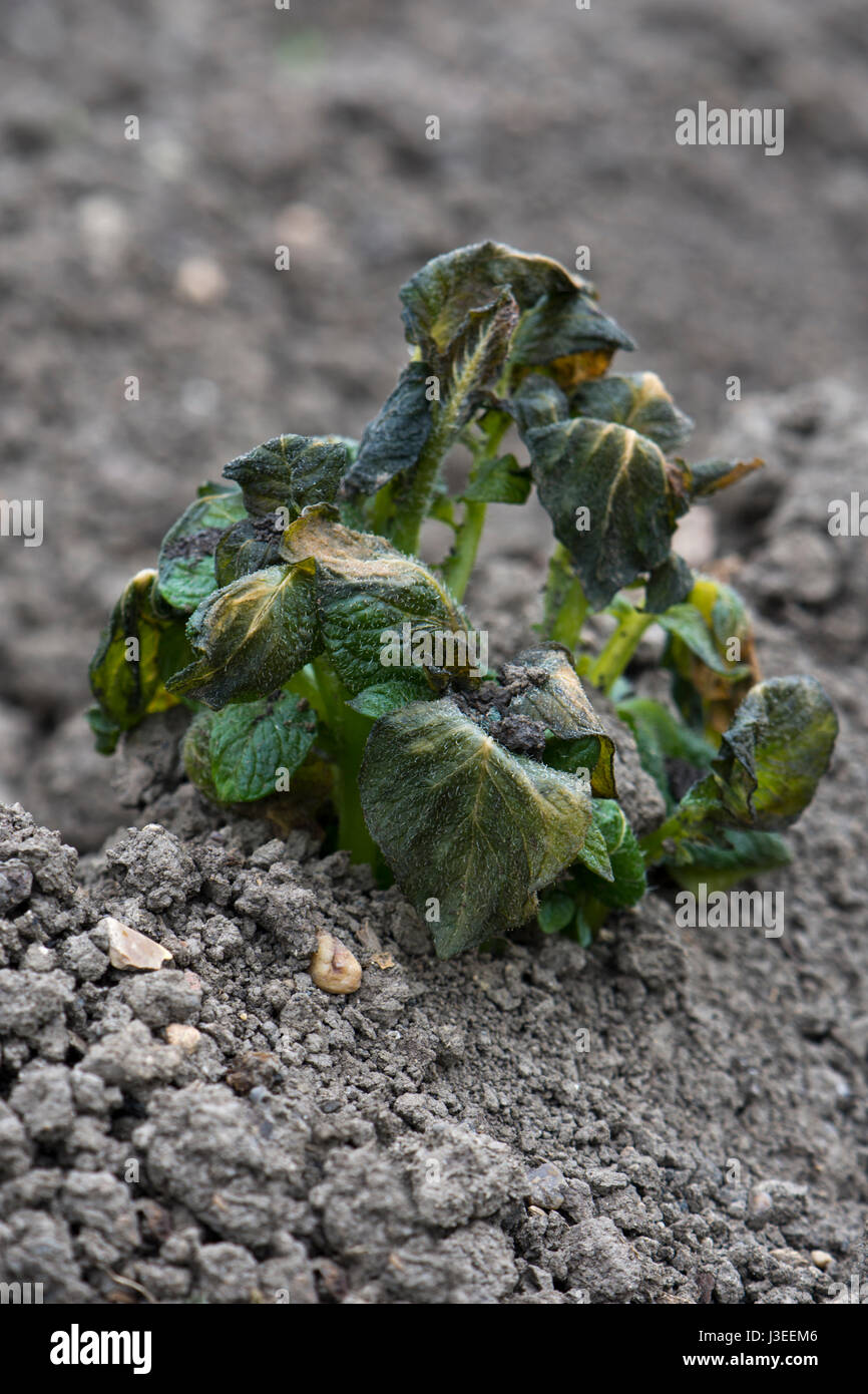 Les premières plants de pommes de terre montrant des signes de dommages de gel au feuilles Banque D'Images